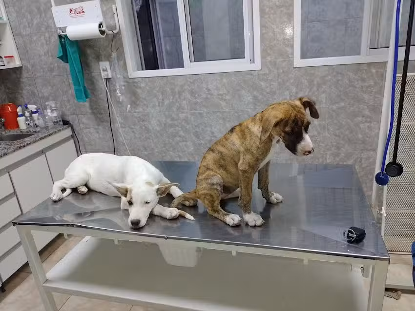 Veterinaria La Colonia