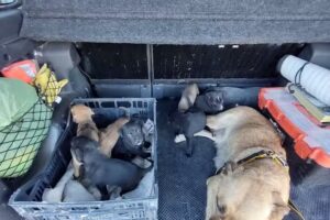 Veterinaria La Costa