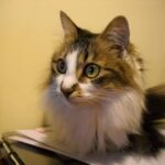 Veterinaria la Ensenada