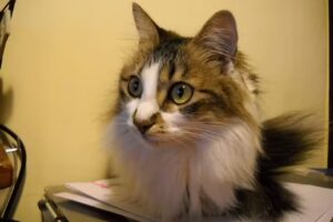 Veterinaria la Ensenada