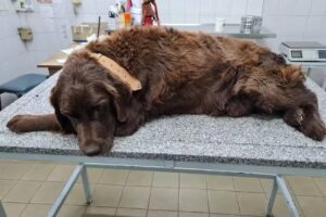 Veterinaria La Florida