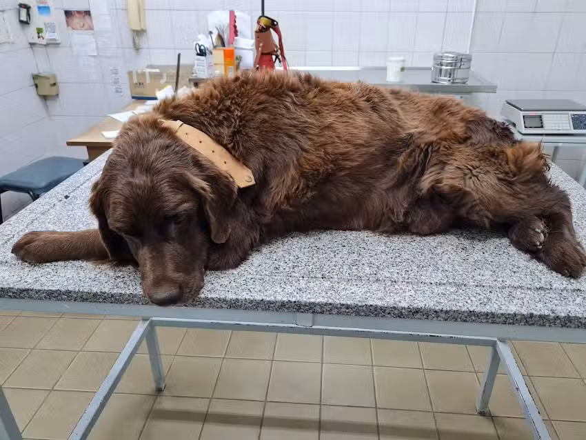 Veterinaria La Florida