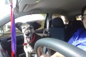 Veterinaria La Gatete