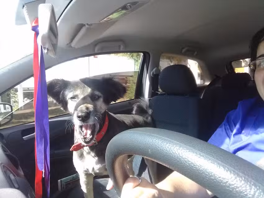 Veterinaria La Gatete