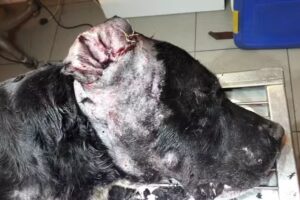 Veterinaria La Granja