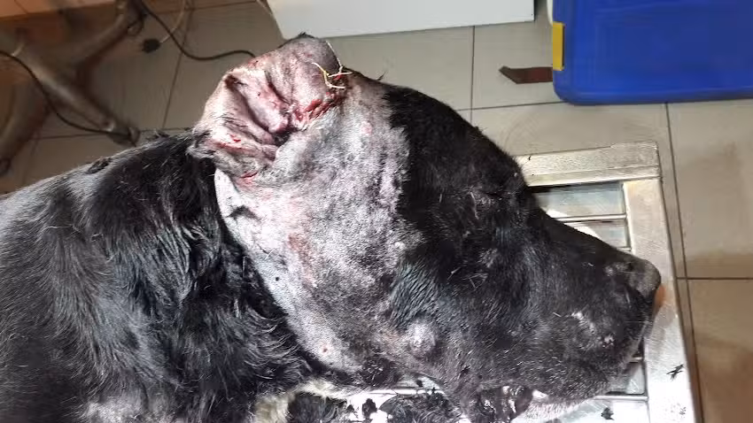 Veterinaria La Granja