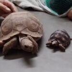 Veterinaria La Huella