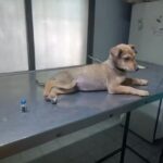 Veterinaria la Matera