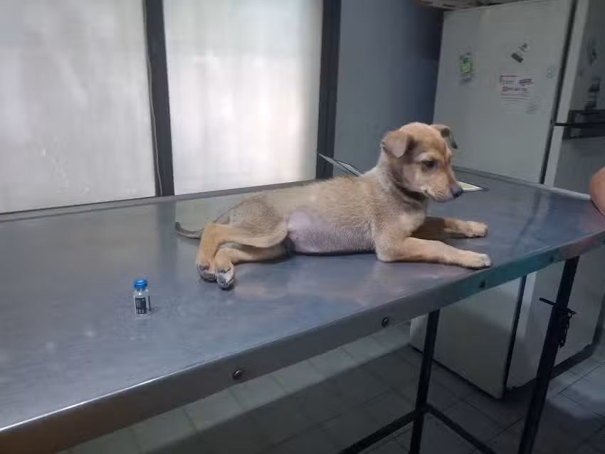 Veterinaria la Matera