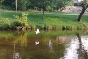 Veterinaria “La Negra”