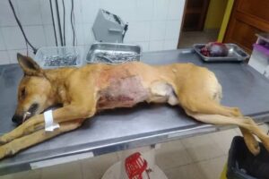 Veterinaria La Nueva Estancia