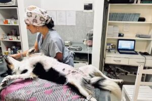 Veterinaria La Peregrina