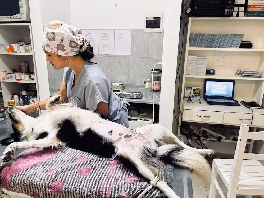 Veterinaria La Peregrina