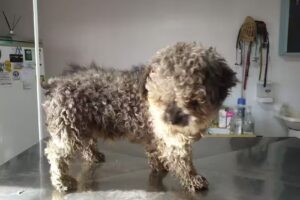 Veterinaria La Porteña