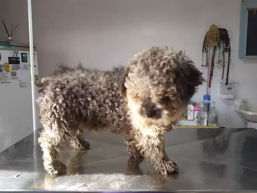 Veterinaria La Porte&ntilde;a