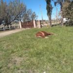 Veterinaria La Posta