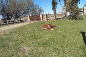 Veterinaria La Posta