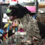 VETERINARIA La Querencia