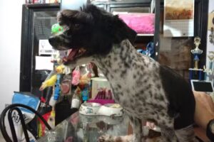 VETERINARIA La Querencia