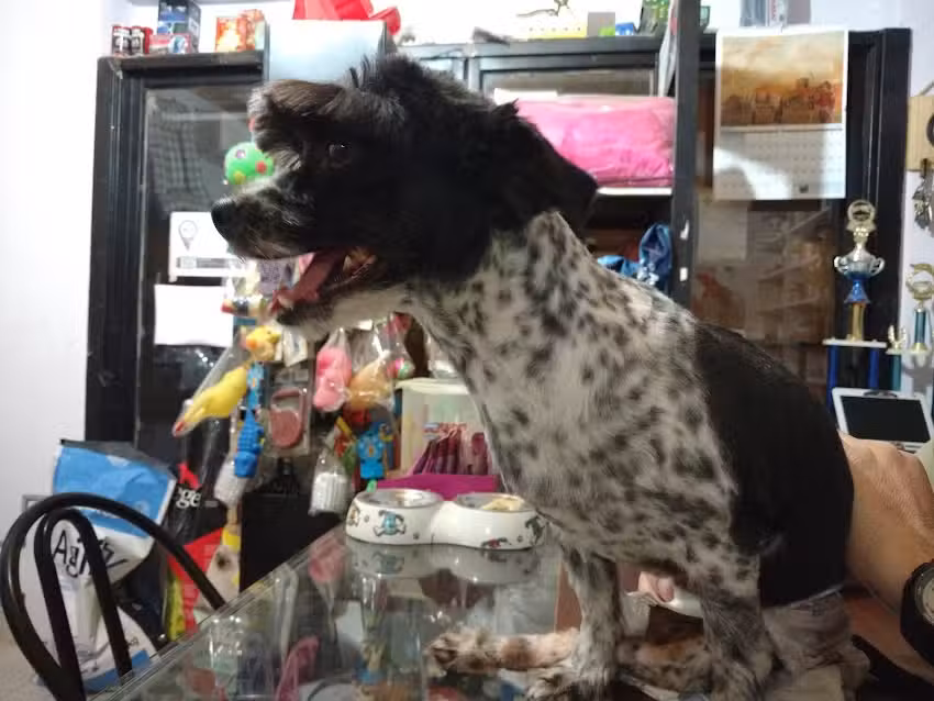 VETERINARIA La Querencia