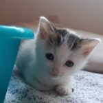 VETERINARIA La Rotonda