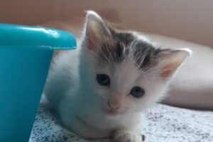 VETERINARIA La Rotonda