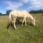 Veterinaria La Tapera