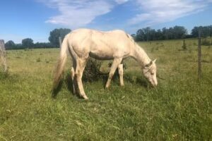 Veterinaria La Tapera