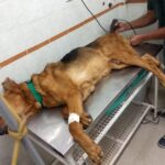 Veterinaria La Tranquera