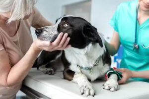 Veterinaria la Tranquera