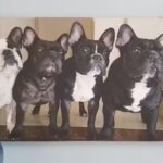 Veterinaria La Tranquera