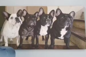 Veterinaria La Tranquera