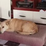 Veterinaria La Uni&oacute;n