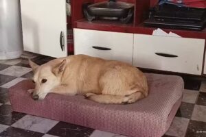 Veterinaria La Unión