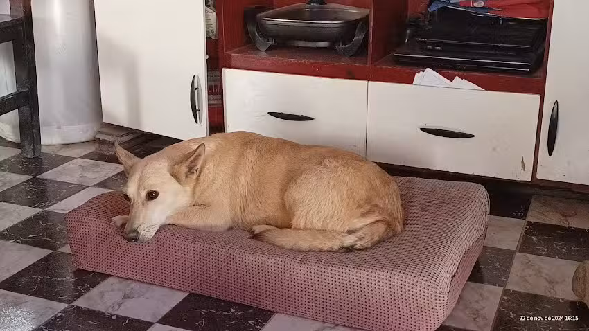 Veterinaria La Uni&oacute;n