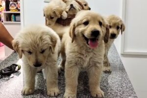 Veterinaria LaHuen Co