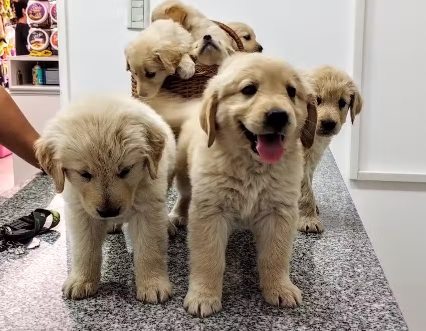 Veterinaria LaHuen Co