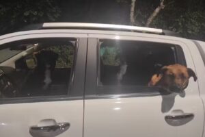 Veterinaria Lamarche