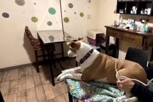 Veterinaria Las Camelias