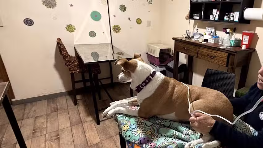 Veterinaria Las Camelias