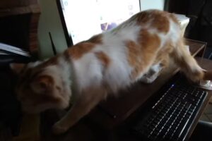 Veterinaria Las Heras