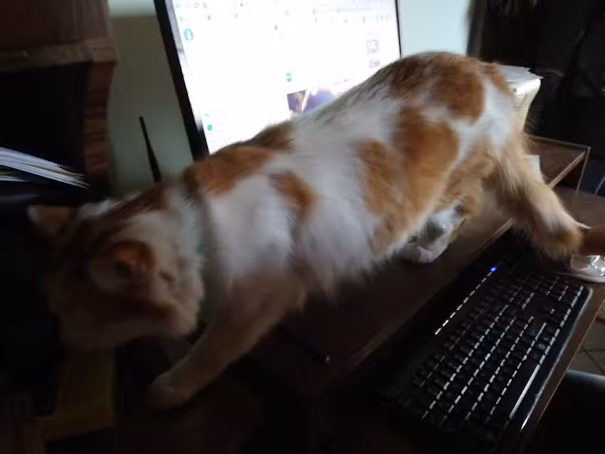 Veterinaria Las Heras