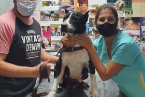 Veterinaria Las Nereidas