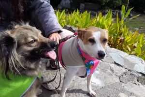 Veterinaria Lobo- Dra Adriana Bisotto