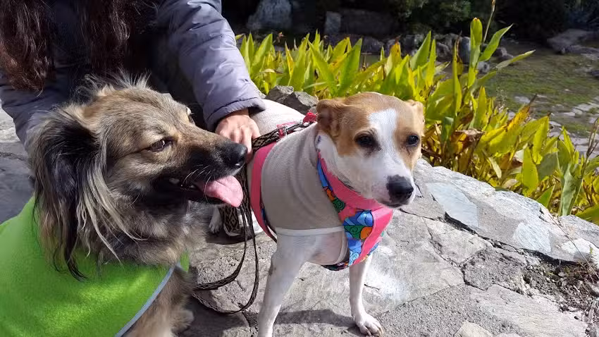 Veterinaria Lobo- Dra Adriana Bisotto