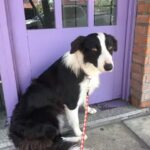 VETERINARIA Los Andes