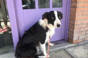 VETERINARIA Los Andes