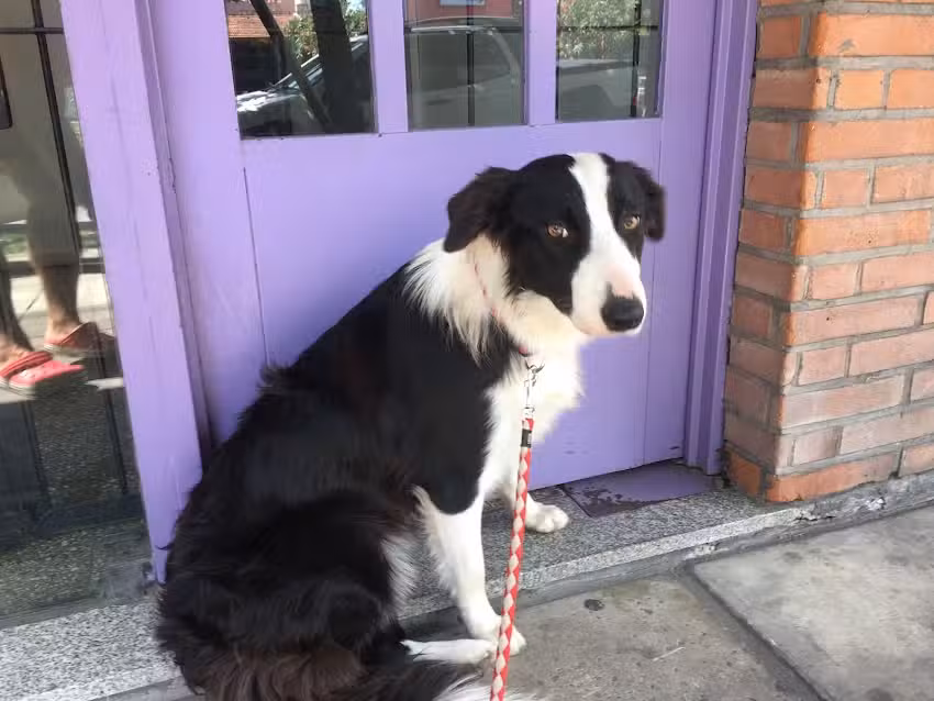 VETERINARIA Los Andes