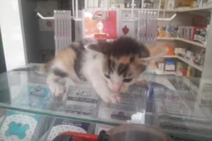 Veterinaria Los Cardales