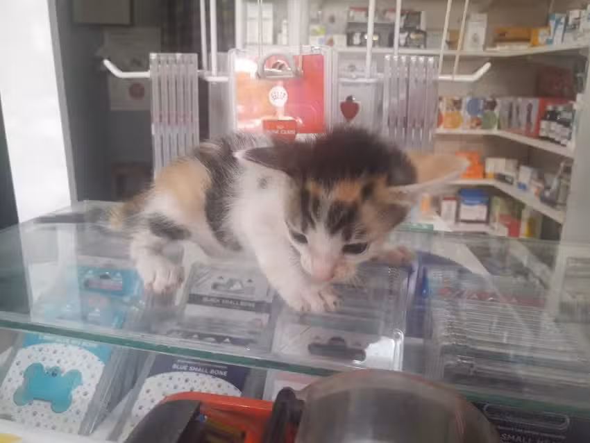 Veterinaria Los Cardales